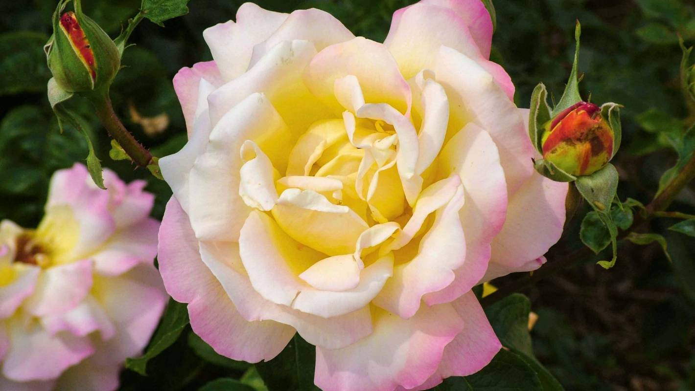 Rosa 'Madame. A. Meilland'